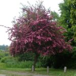 Crataegus-laviegata-Crimson-Cloud-4