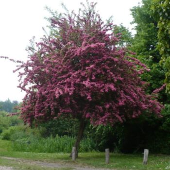 Crataegus-laviegata-Crimson-Cloud-4