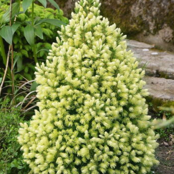 Picea-Glauca-Conica-Maigold-1