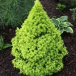 Picea-Glauca-Conica-Maigold-3