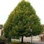 Tilia-platyphyllos-krupnolisna-lipa-1