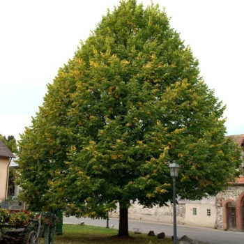 Tilia-platyphyllos-krupnolisna-lipa-1