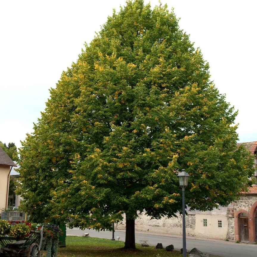 Tilia-platyphyllos-krupnolisna-lipa-1 Tilia-platyphyllos-krupnolisna-lipa-1