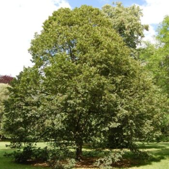 Tilia-platyphyllos-krupnolisna-lipa-2