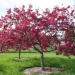 Ukrasna-jabuka-malus-purpurea-Royalty-2