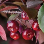 Ukrasna-jabuka-malus-purpurea-Royalty-4
