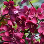 Ukrasna-jabuka-malus-purpurea-Royalty-5