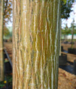 acer-davidii-serpentine-1