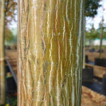 acer-davidii-serpentine-1