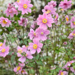 anemone-Hybrida-Serenade-1