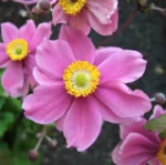 anemone-Hybrida-Serenade-2