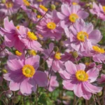 anemone-Hybrida-Serenade-4