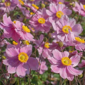 anemone-Hybrida-Serenade-4