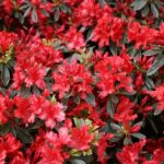 azalea-japonica-hotshot-1
