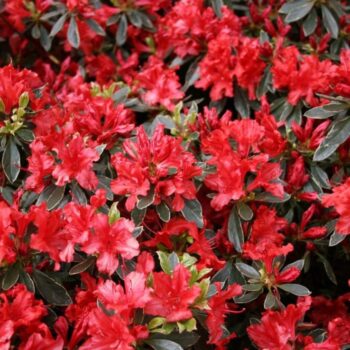 azalea-japonica-hotshot-1