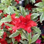 azalea-japonica-hotshot-2