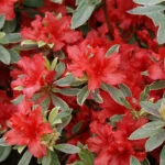azalea-japonica-hotshot-3