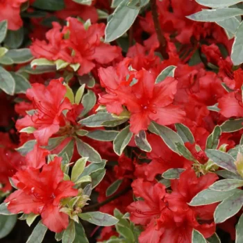 azalea-japonica-hotshot-3