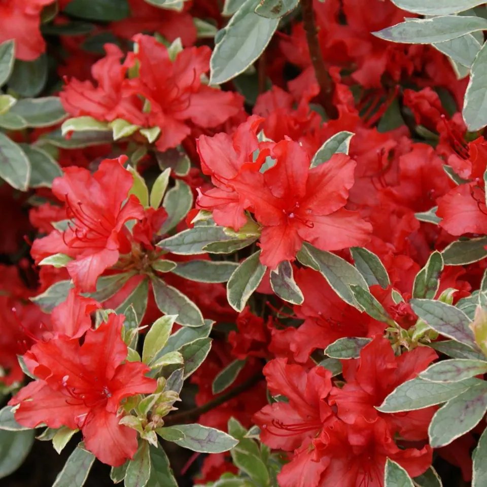 azalea-japonica-hotshot-3 azalea-japonica-hotshot-3