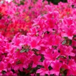 azalea-japonica-isabel-3