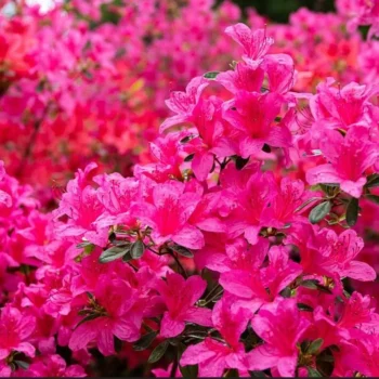 azalea-japonica-isabel-3