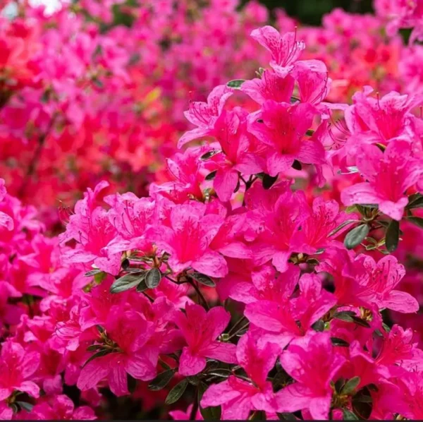 Azalea japonica 