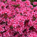 azalea-japonica-isabel-4