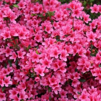 azalea-japonica-isabel-4