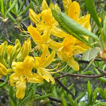 azalea-mollis-luteum-1