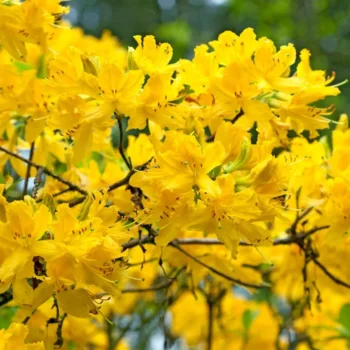 azalea-mollis-luteum-2