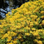 azalea-mollis-luteum-3