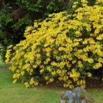 azalea-mollis-luteum-4