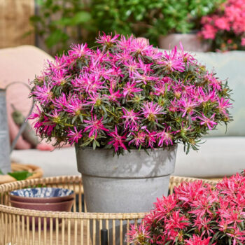 azalea-starstyle-lila-1