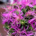 azalea-starstyle-lilac-3