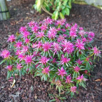 azalea-starstyle-lilac-5