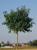 betula-pendula-magical-globe-1