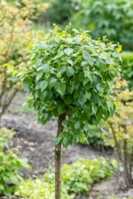 betula-pendula-magical-globe-2