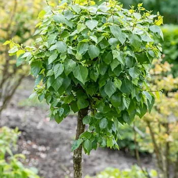 betula-pendula-magical-globe-2