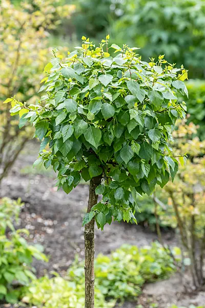 betula-pendula-magical-globe-2 betula-pendula-magical-globe-2