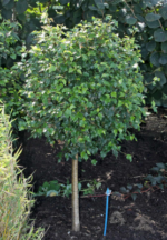 betula-pendula-magical-globe-3