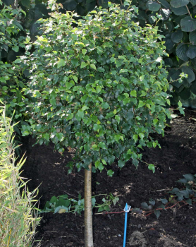 betula-pendula-magical-globe-3