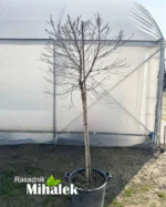 betula-pendula-magical-globe-sadnica