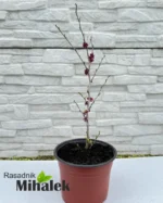 cercis-avondale-sadnica