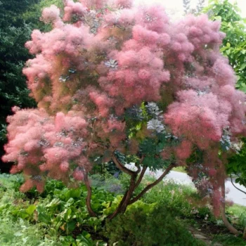 cotinus-coggygria-grace-1