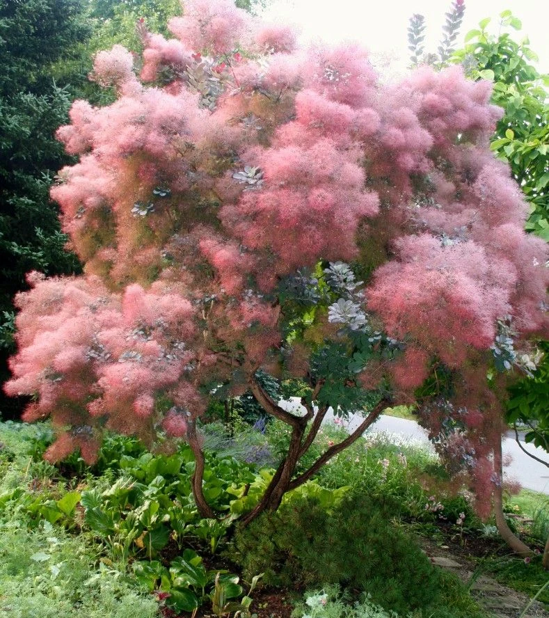 cotinus-coggygria-grace-1 cotinus-coggygria-grace-1