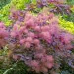 cotinus-coggygria-grace-2