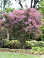 cotinus-coggygria-grace-3