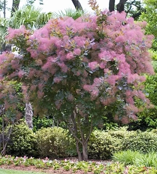 cotinus-coggygria-grace-3