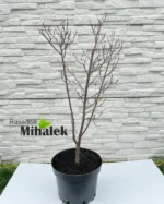 cotinus-grace-sadnica