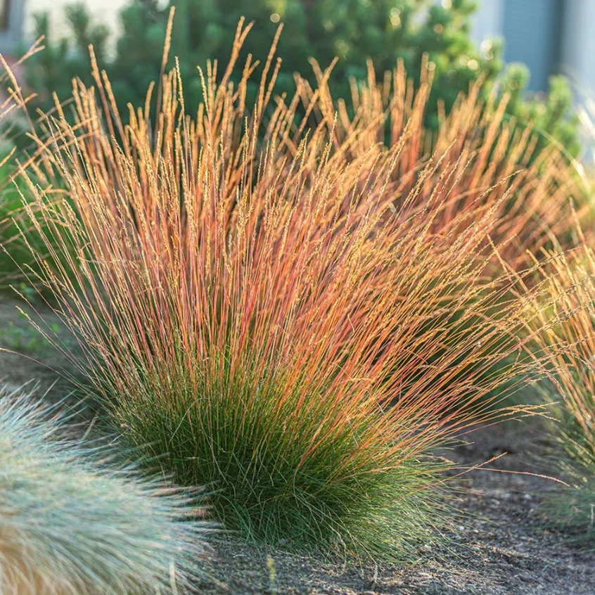 festuca-glauca-sunrise-1 festuca-glauca-sunrise-1